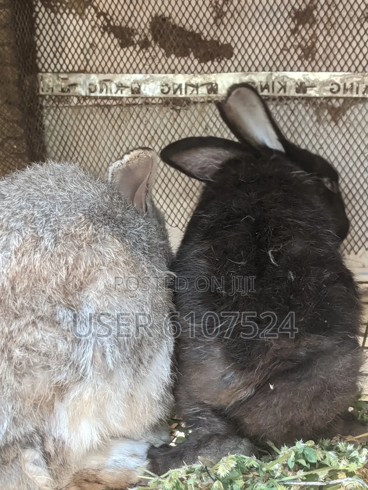 2 Male Adult Orabbits for Sale