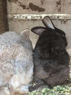 2 Male Adult Orabbits for Sale