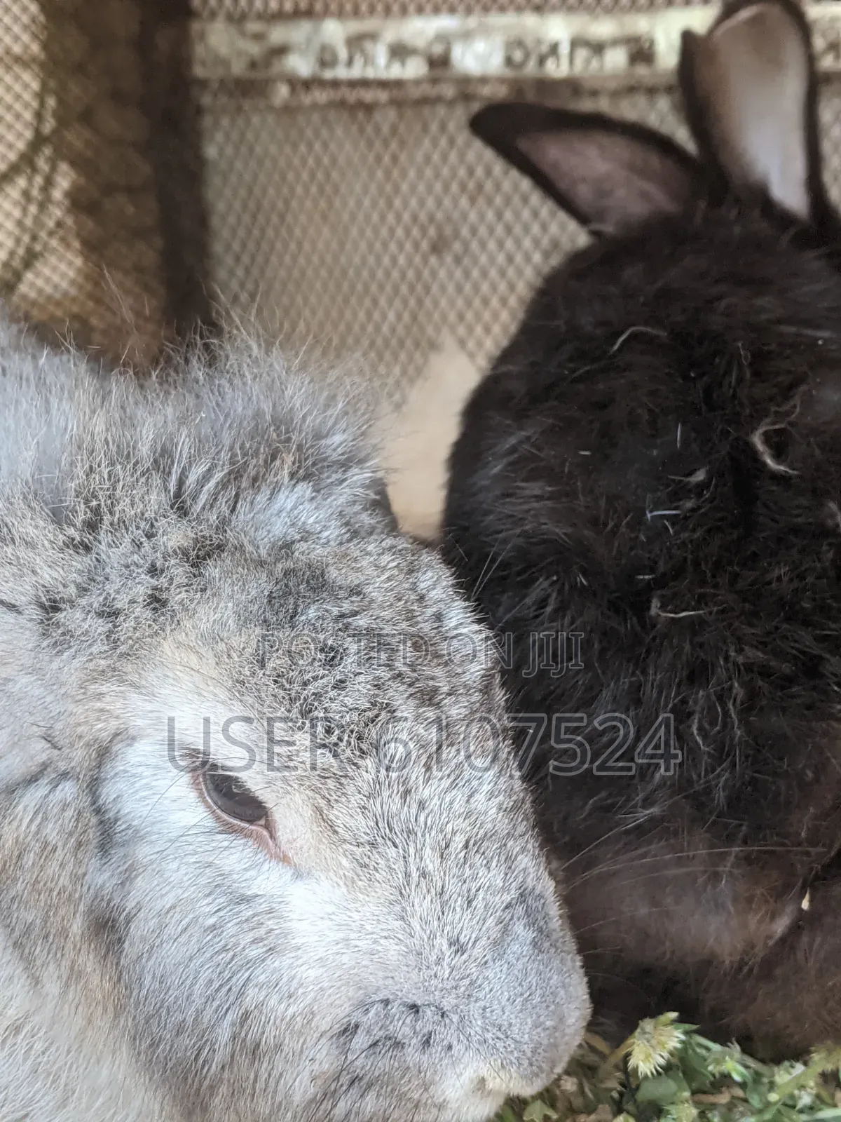 2 Male Adult Orabbits for Sale