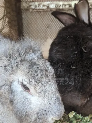 2 Male Adult Orabbits for Sale