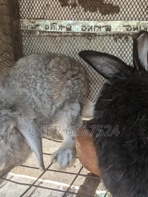 2 Male Adult Orabbits for Sale