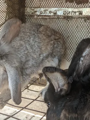 2 Male Adult Orabbits for Sale