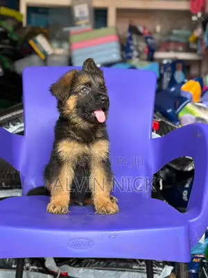 1-3 months Male Purebred German Shepherd