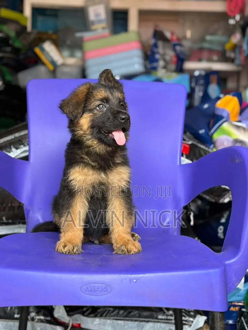 1-3 months Male Purebred German Shepherd