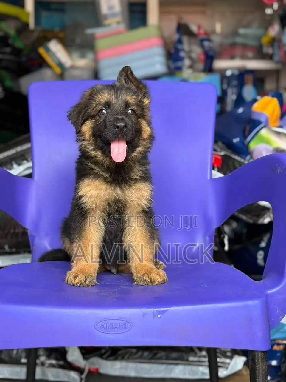 1-3 months Male Purebred German Shepherd