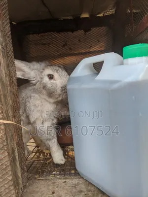 Rabbit Urine for Sale