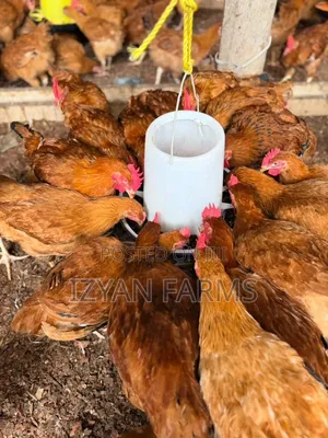 Poultry ( Sasso Birds)