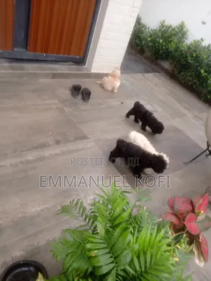 0-1 month Male Mixed Breed Maltese