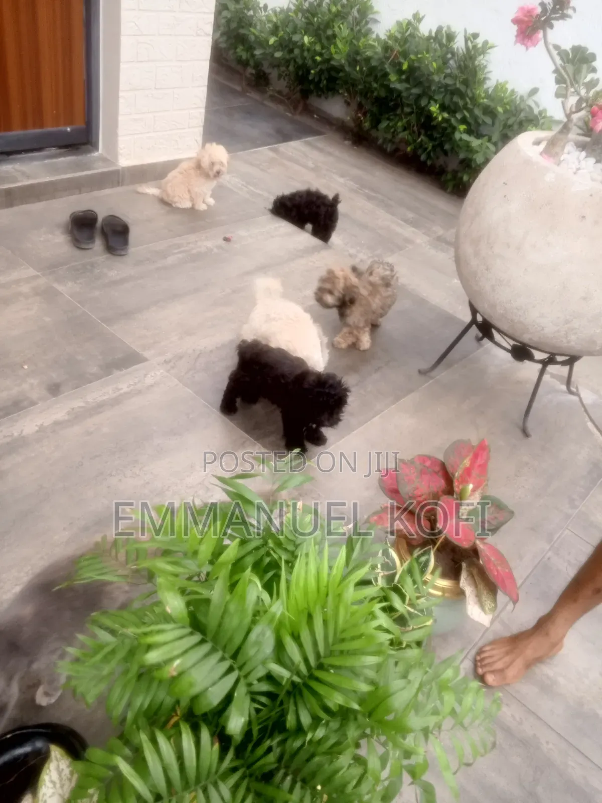 0-1 month Male Mixed Breed Maltese