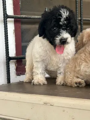 1-3 months Female Purebred Poodle