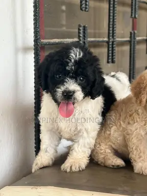1-3 months Female Purebred Poodle
