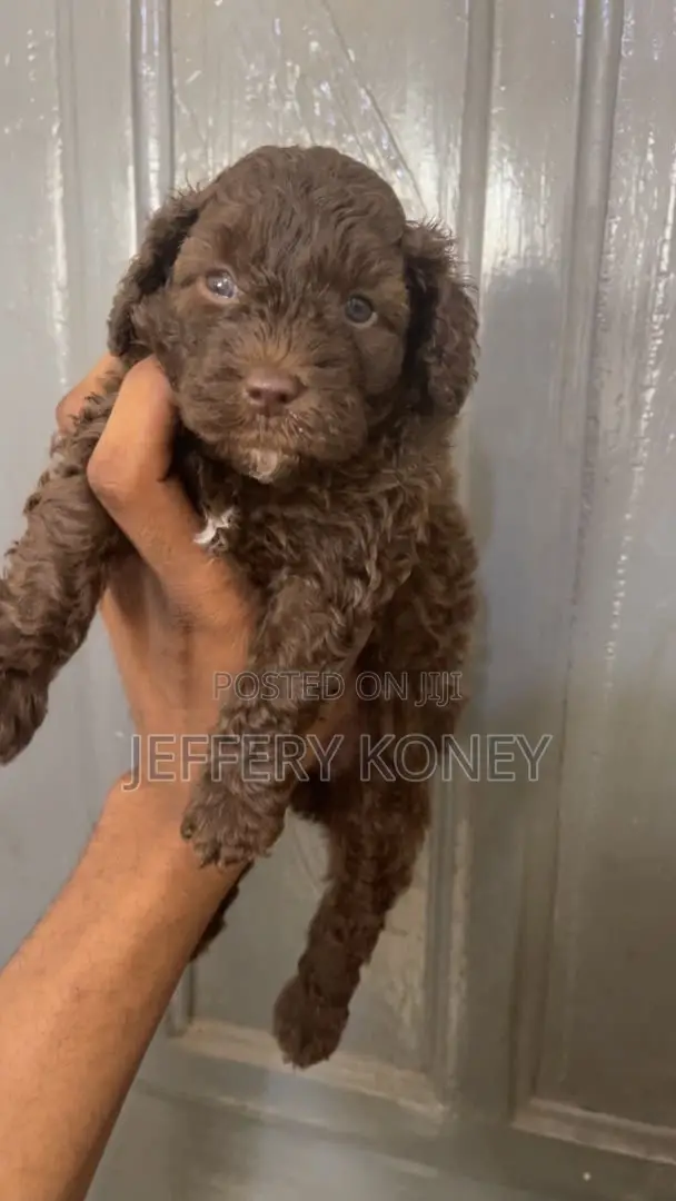 1-3 months Male Purebred Poodle