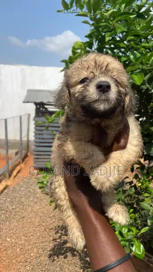 1-3 months Female Purebred Poodle