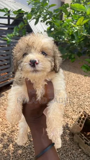 1-3 months Female Purebred Poodle