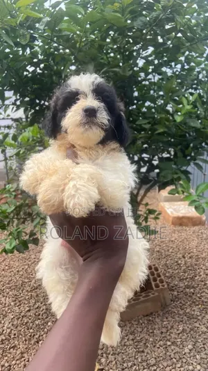 1-3 months Female Purebred Poodle