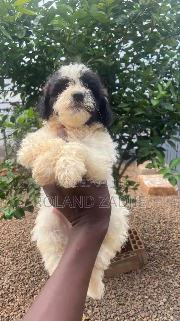 1-3 months Female Purebred Poodle