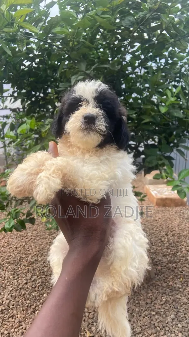 1-3 months Female Purebred Poodle