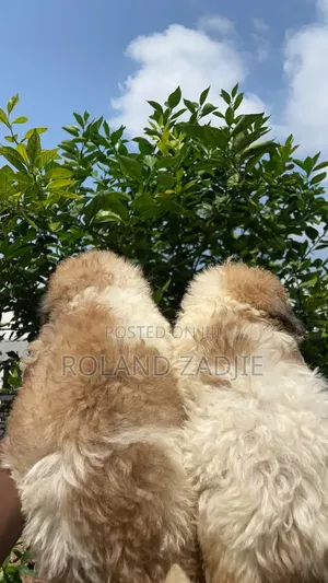 1-3 months Female Purebred Poodle