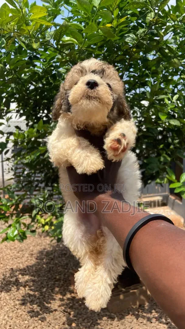 1-3 months Female Purebred Poodle