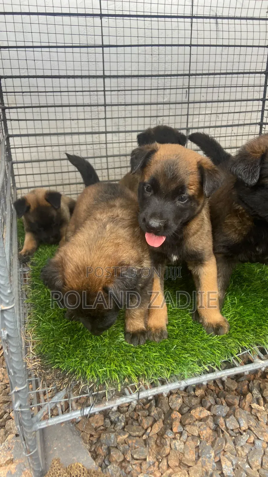 1-3 months Male Purebred Belgian Malinois