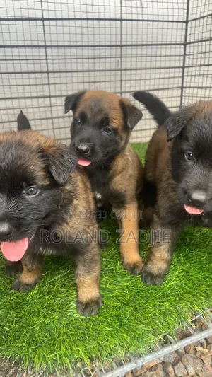 1-3 months Male Purebred Belgian Malinois