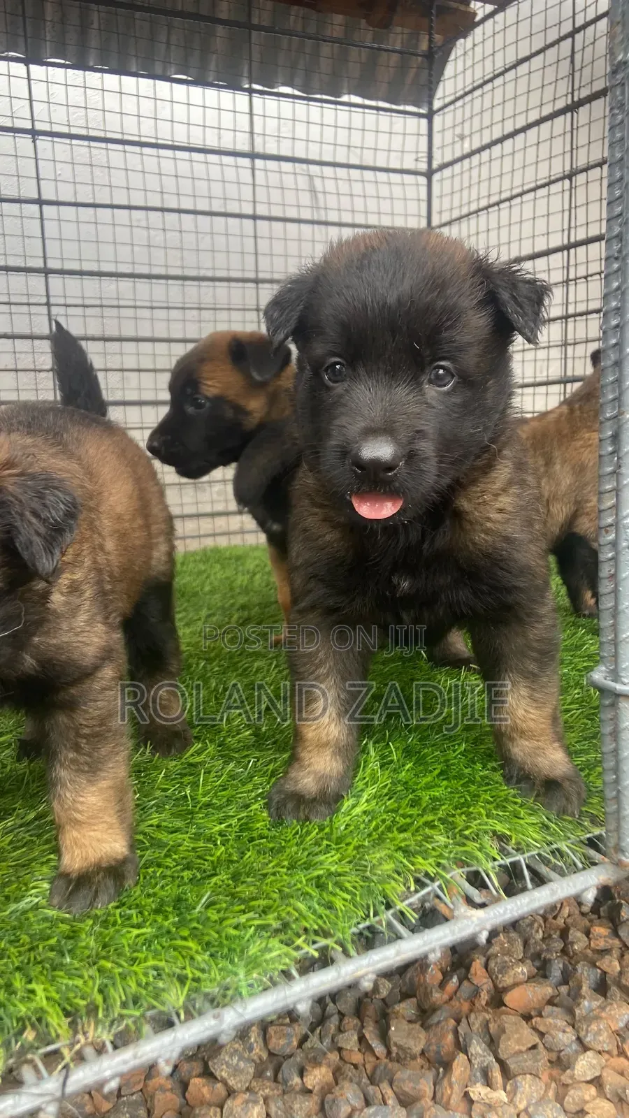 1-3 months Male Purebred Belgian Malinois
