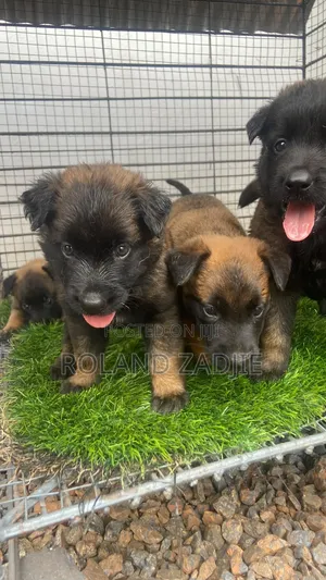 1-3 months Male Purebred Belgian Malinois