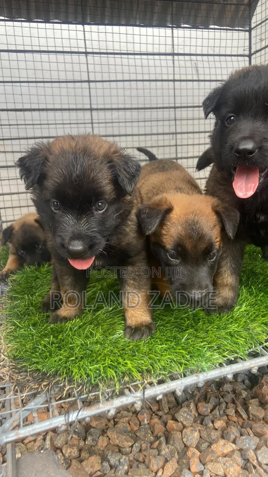 1-3 months Male Purebred Belgian Malinois