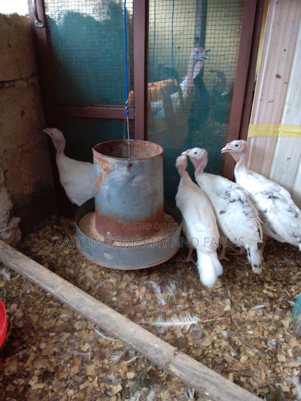 Young Turkeys for Sale