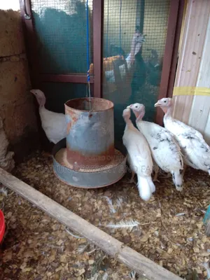 Young Turkeys for Sale