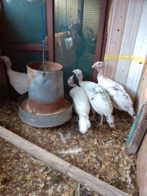 Young Turkeys for Sale