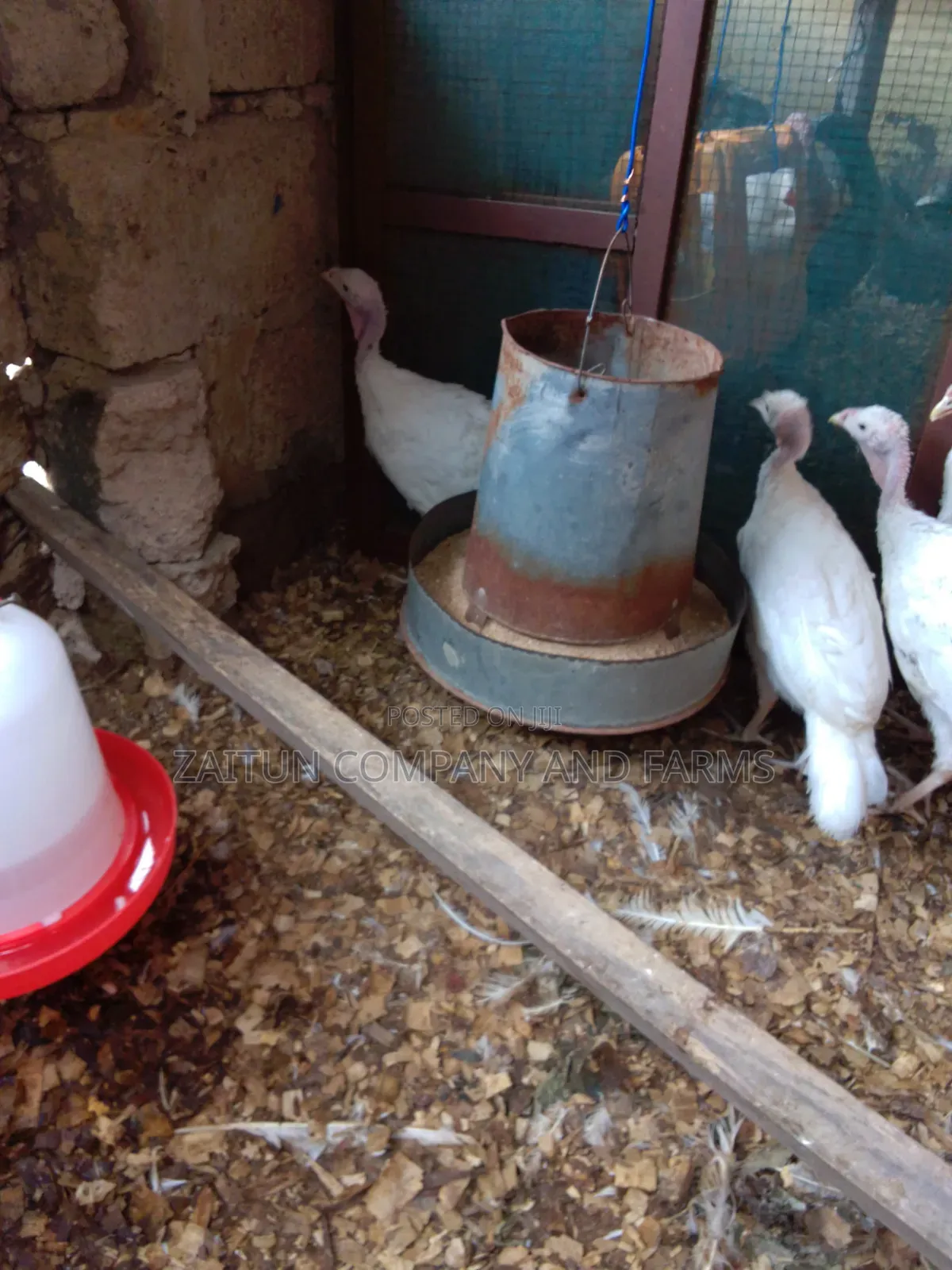 Young Turkeys for Sale