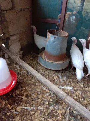 Young Turkeys for Sale