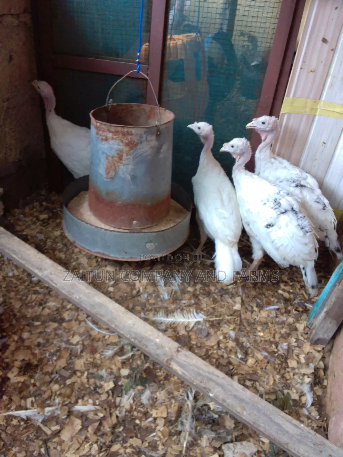 Young Turkeys for Sale