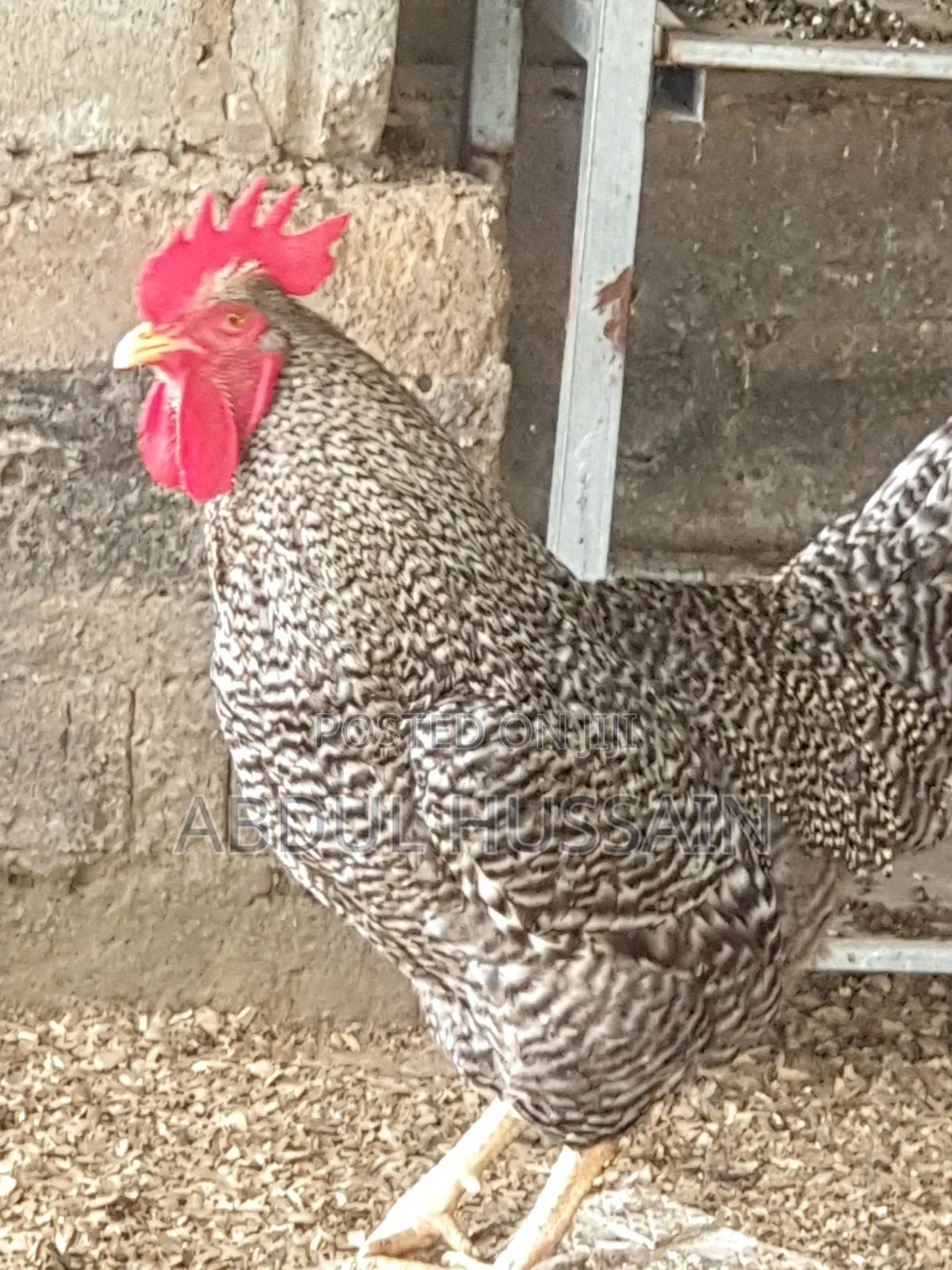 Poultry Farming, Chicken and Eggs