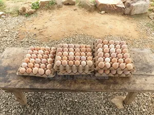 Poultry Farming, Chicken and Eggs