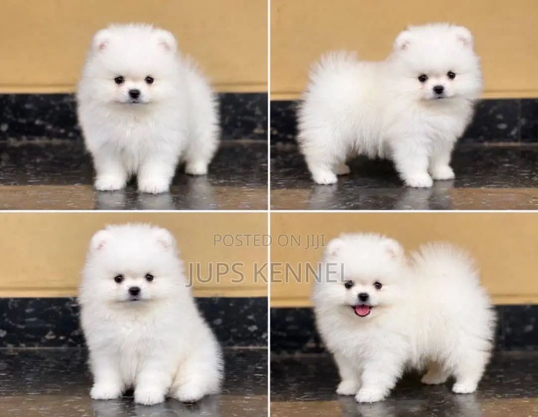1-3 months Male Purebred Pomeranian