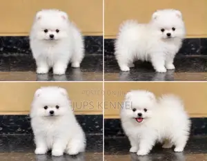1-3 months Male Purebred Pomeranian