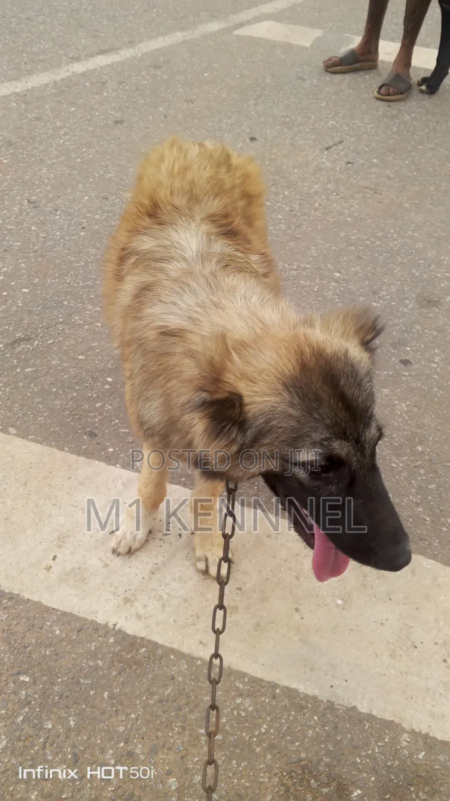 3-6 months Female Purebred Caucasian Shepherd