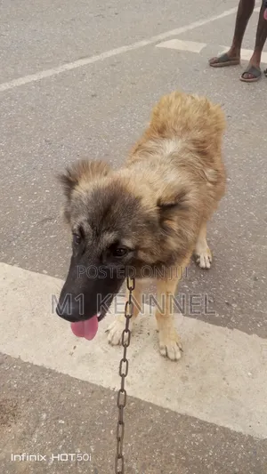 3-6 months Female Purebred Caucasian Shepherd