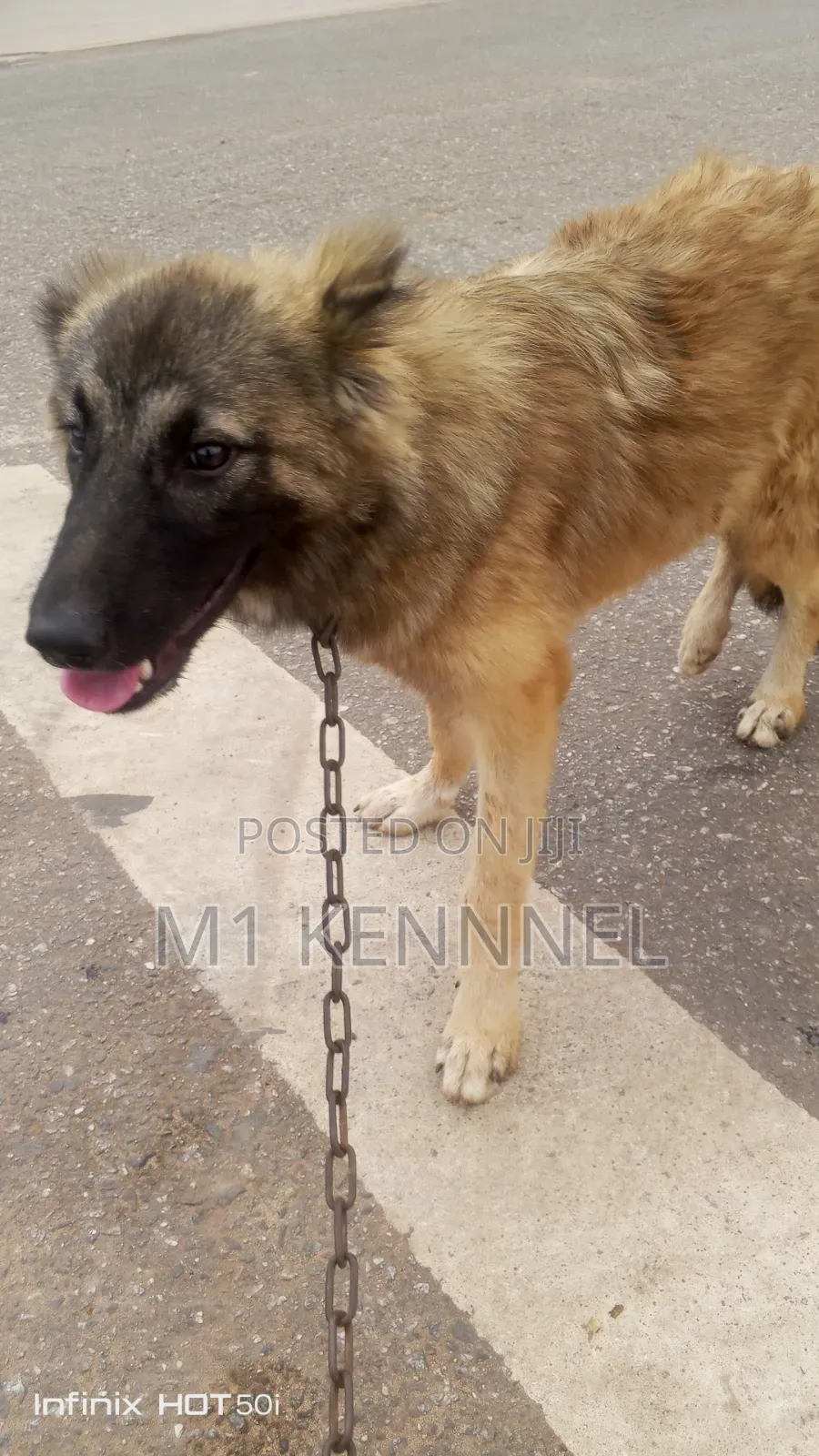 3-6 months Female Purebred Caucasian Shepherd