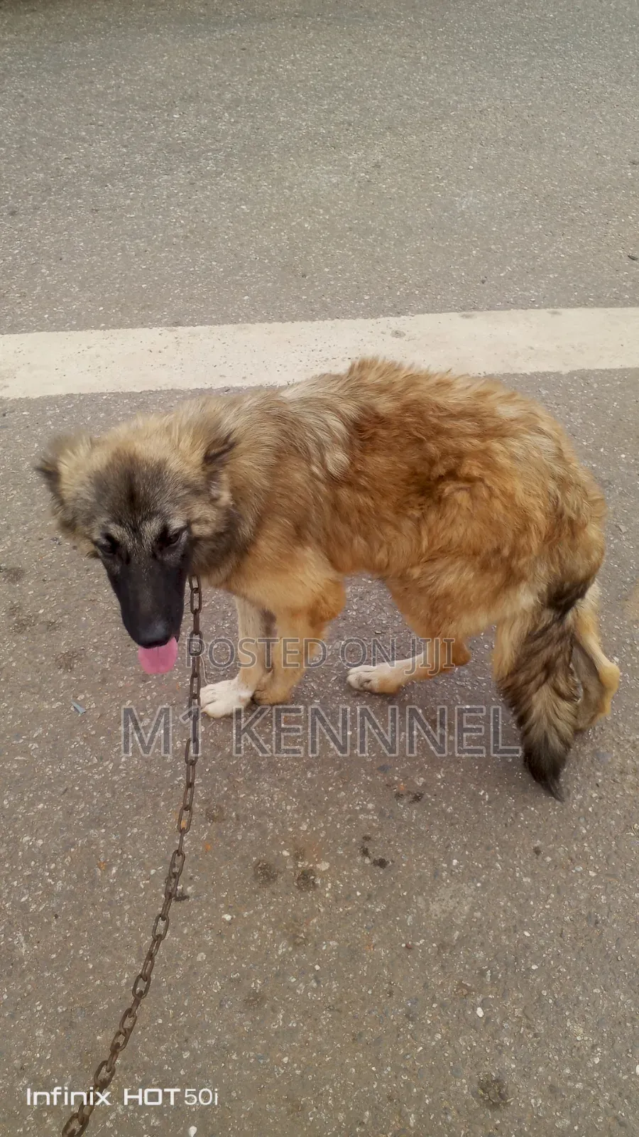 3-6 months Female Purebred Caucasian Shepherd