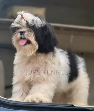 1-3 months Female Purebred Shih Tzu
