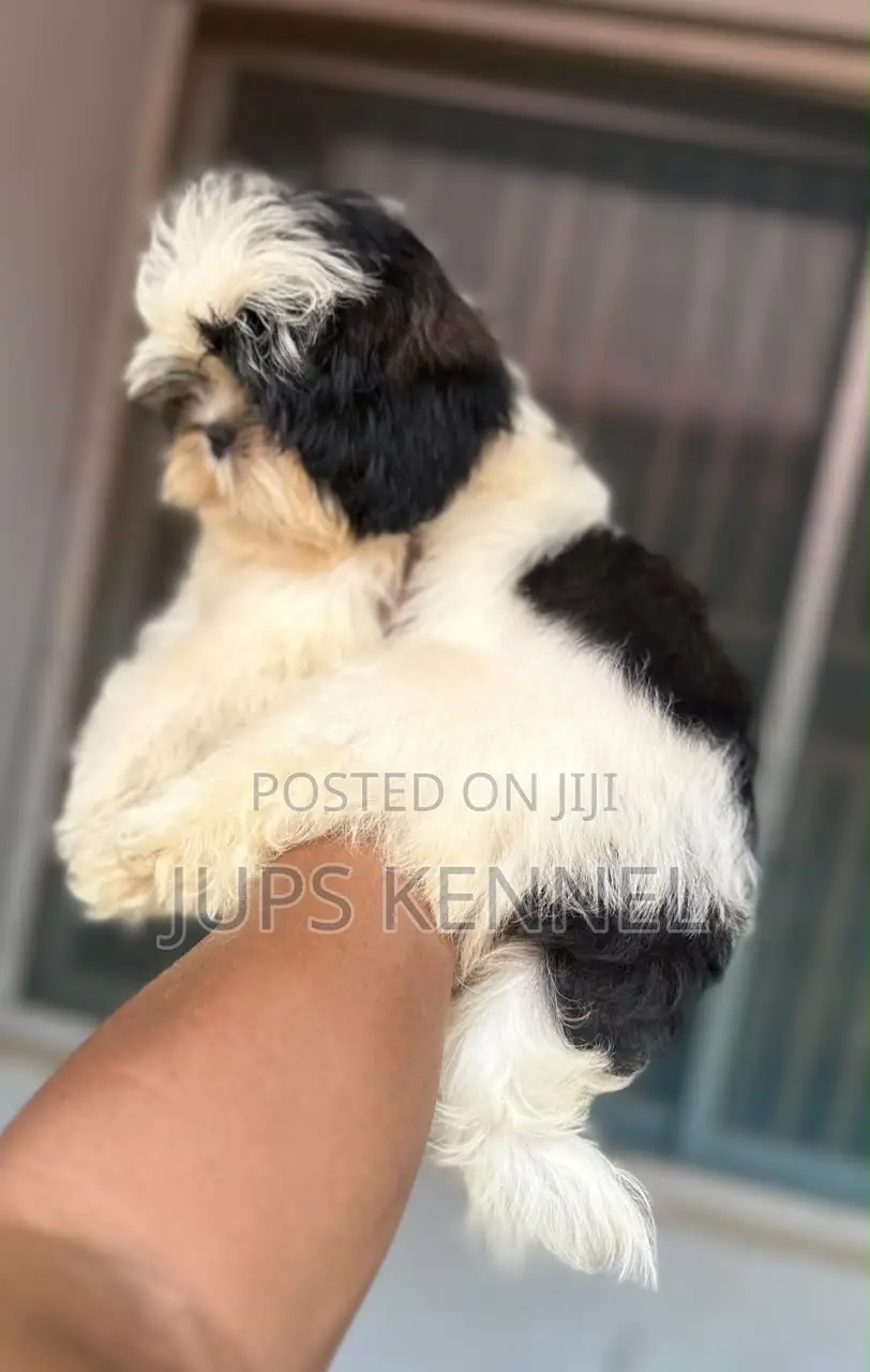 1-3 months Female Purebred Shih Tzu