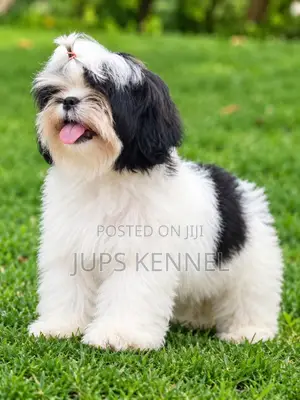 1-3 months Female Purebred Shih Tzu