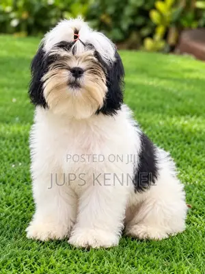 1-3 months Female Purebred Shih Tzu