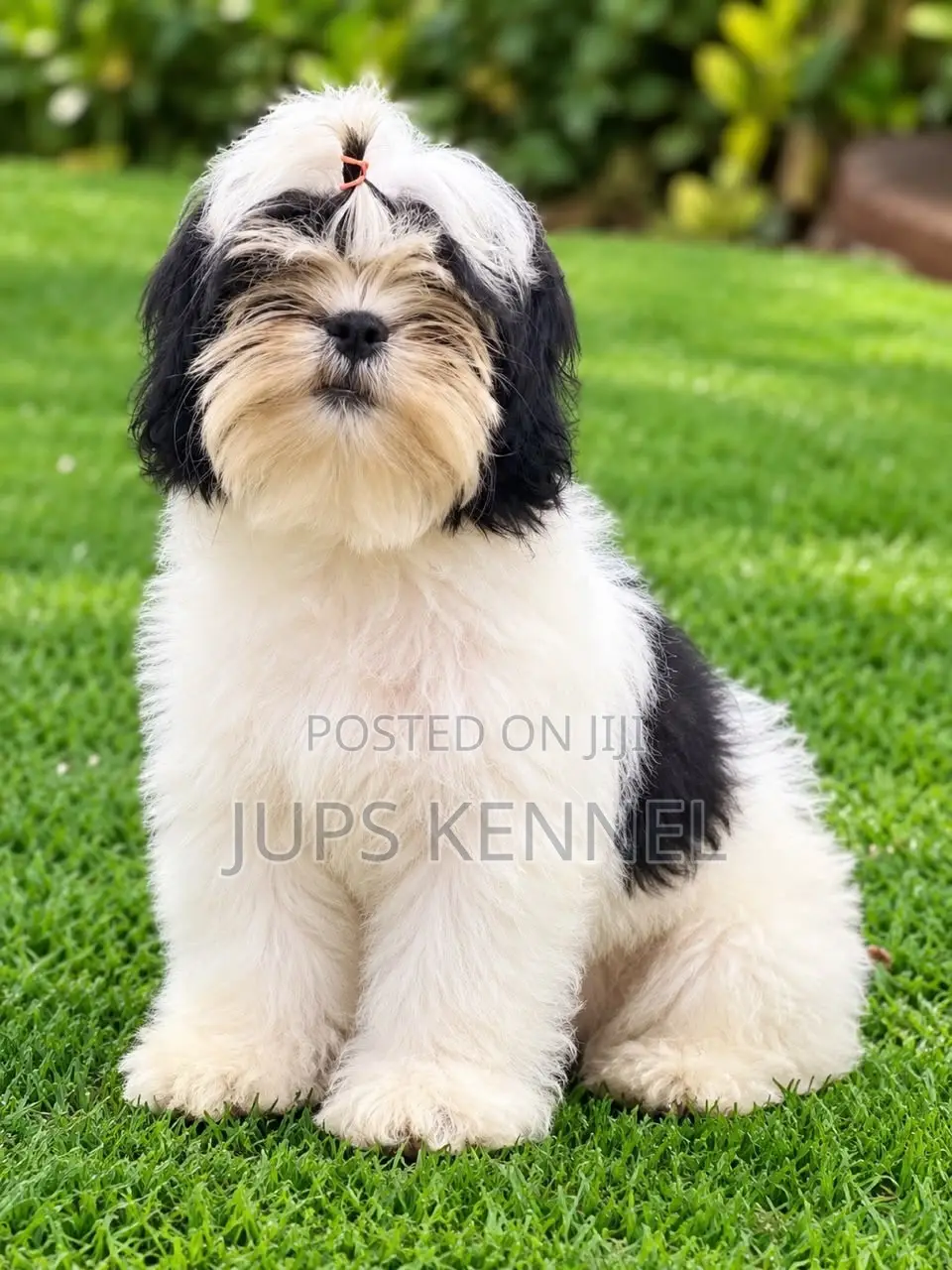 1-3 months Female Purebred Shih Tzu