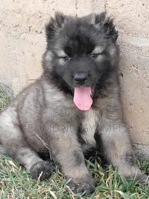 1-3 months Male Purebred Caucasian Shepherd