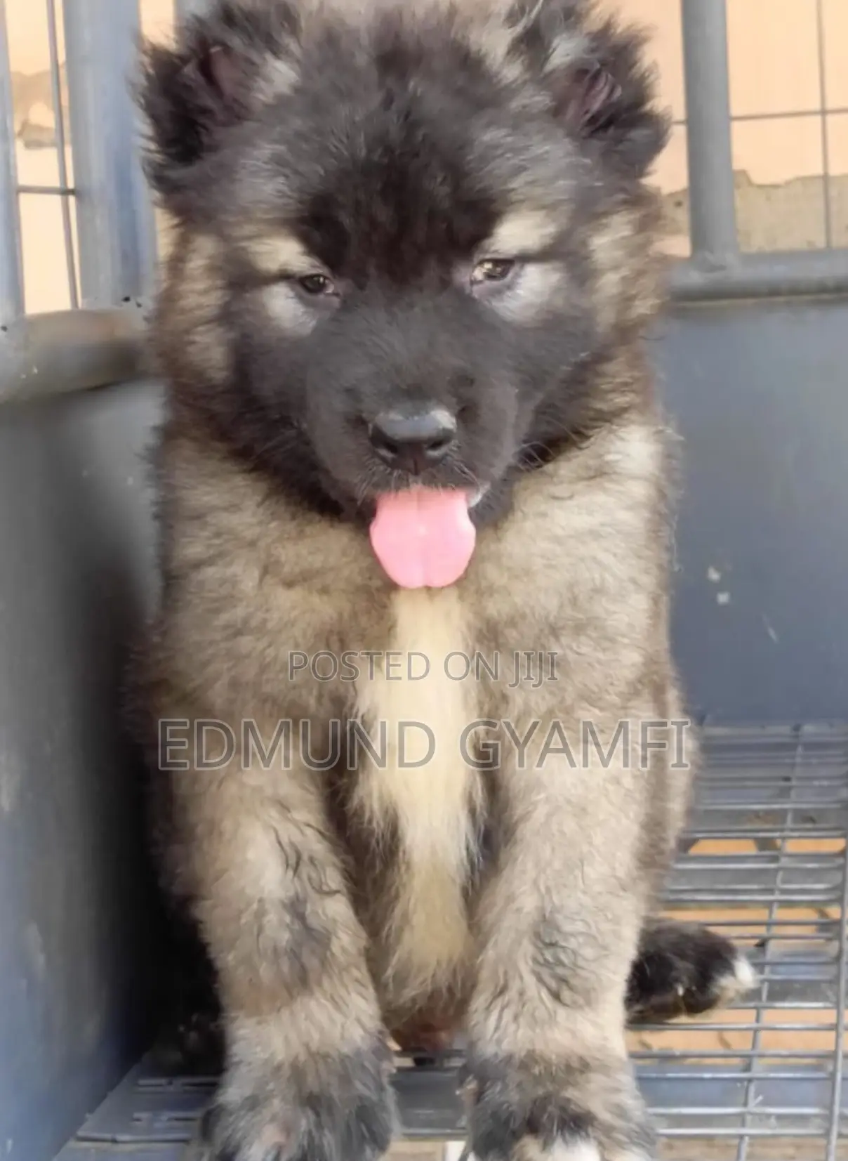 1-3 months Male Purebred Caucasian Shepherd