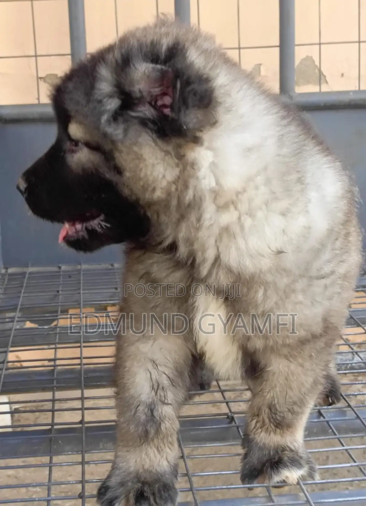 1-3 months Male Purebred Caucasian Shepherd